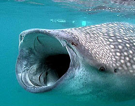 Rhincodon typus_01.jpg